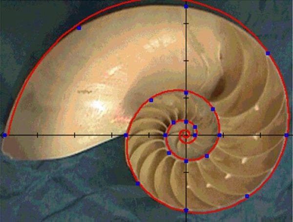 the-golden-ratio-full-potential-learning-academy